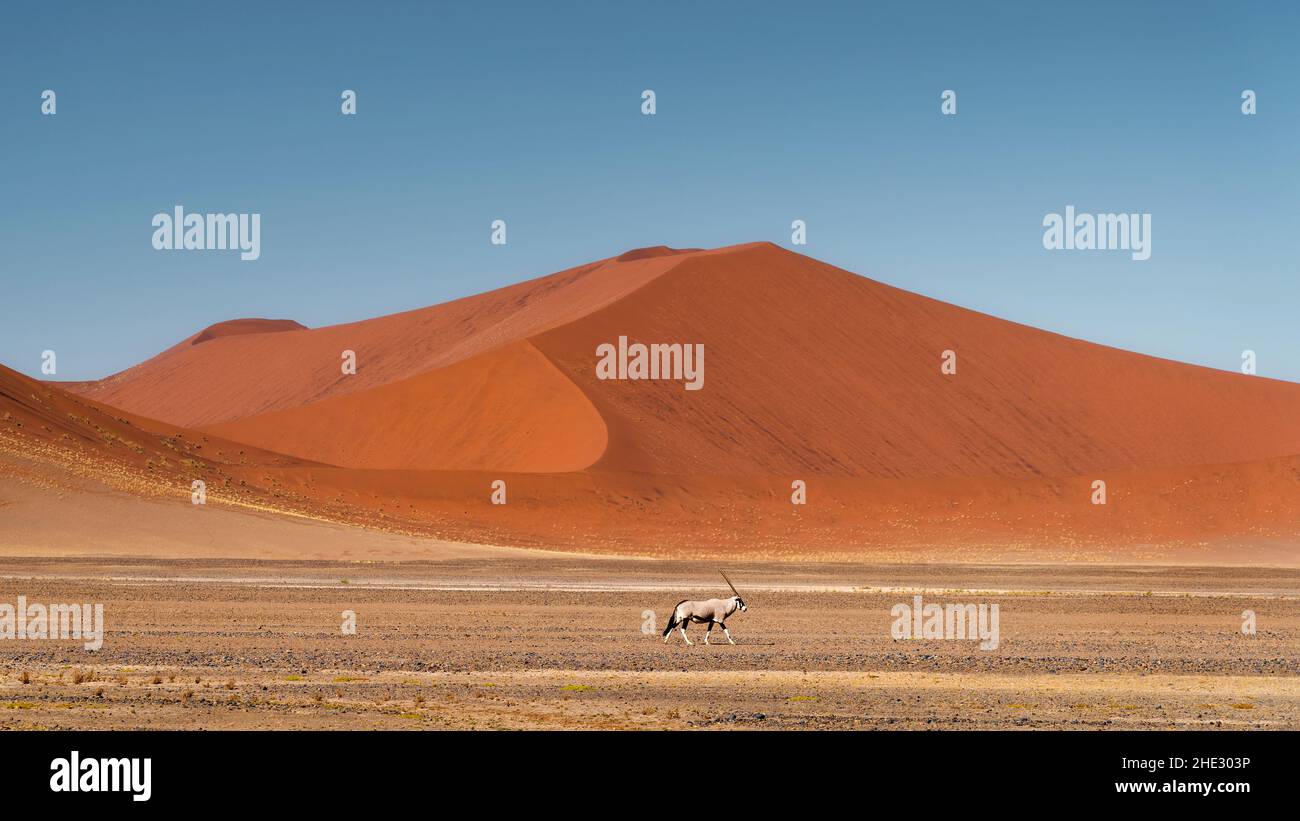 Oryx vor den uralten Sanddünen der Namib-Wüste in Namibia, Afrika. Stockfoto