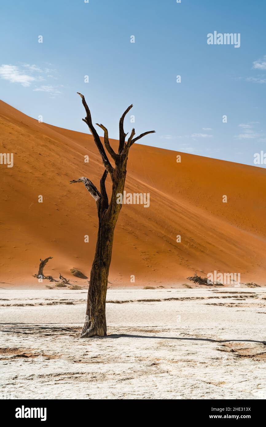 Toter Baum vor hohen Sanddünen bei Deadvlei in der Namib-Wüste, Namibia, Afrika. Stockfoto