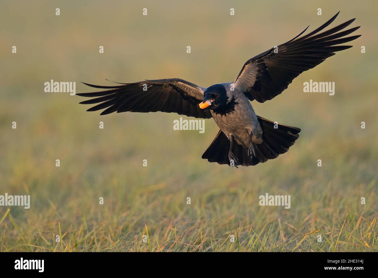 Eine Nebelkrähe (Corvus cornix) im Flug mit einer Wurst im Schnabel. Stockfoto