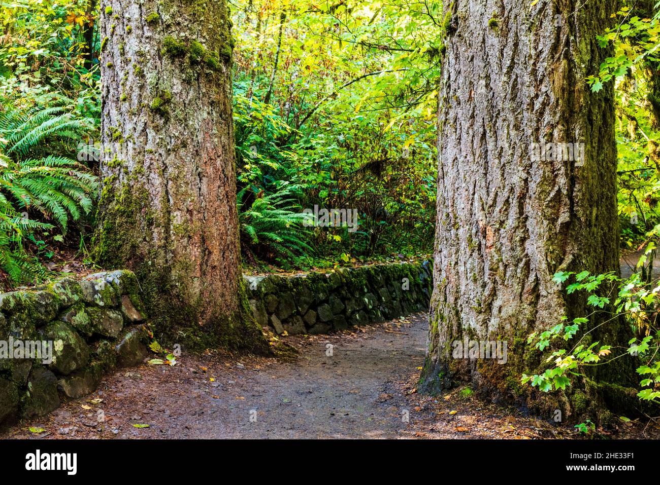 Der Weg führt zwischen verwitterten alten Baumstämmen mit riesigen Bäumen; Silver Falls State Park; Oregon; USA Stockfoto