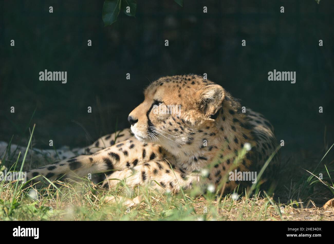 Die südafrikanische Cheetah macht eine Pause Stockfoto