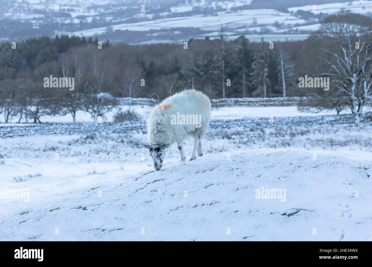 Einzelne Schafe weiden in schneebedeckten Weideland in den Yorkshire Dales, Großbritannien mit den hohen Fjells, Wald und Trockensteinmauern im Hintergrund. Hori Stockfoto