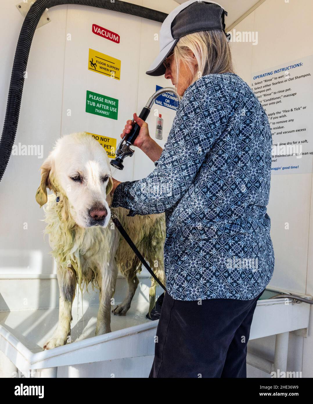 Frau, die einen schmutzigen, platinfarbenen Golden Retriever Hund in einer automatisierten Hundewäsche badete Stockfoto