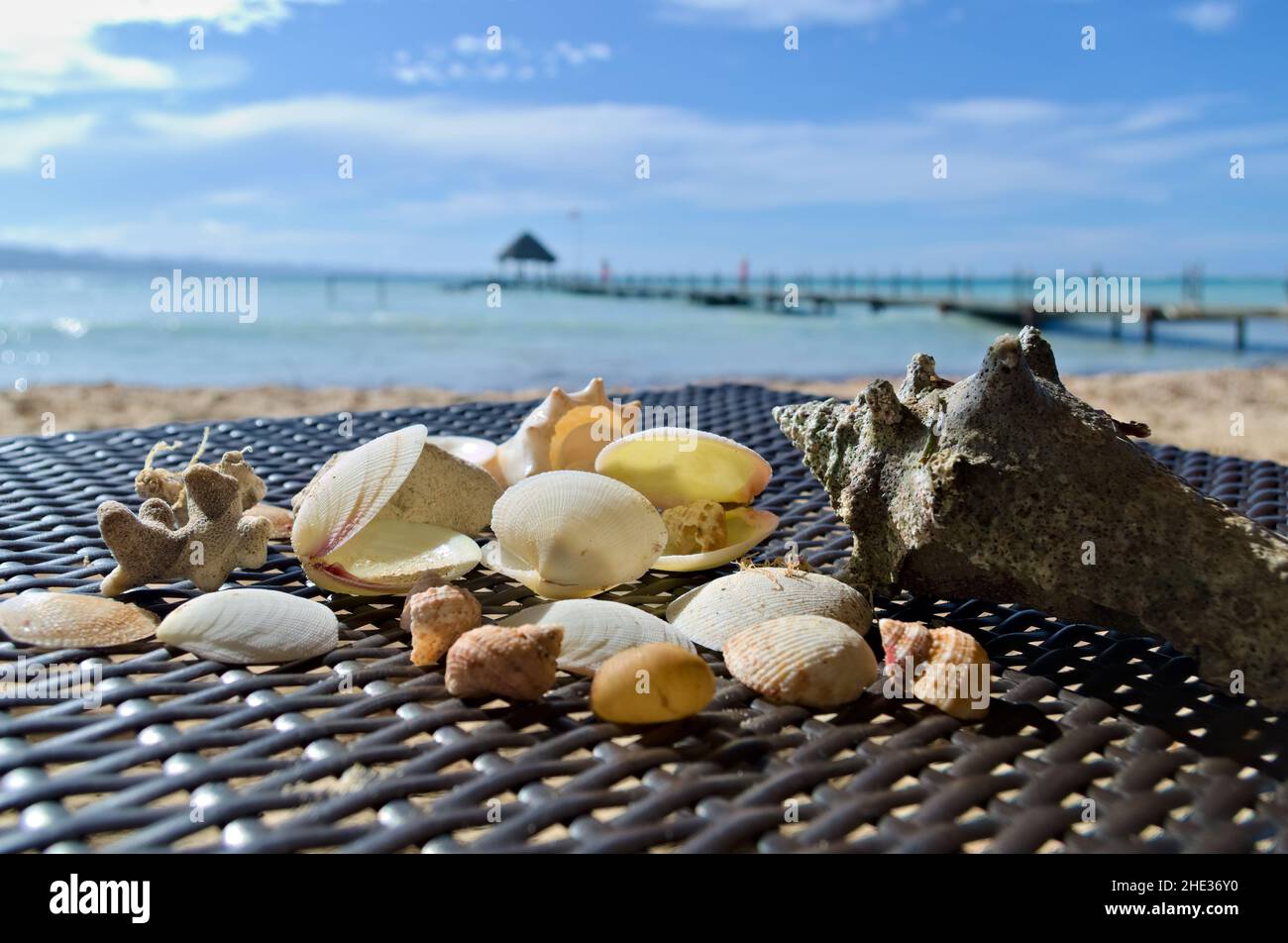 Muscheln am Strand, Dominikanische Republik. Stockfoto