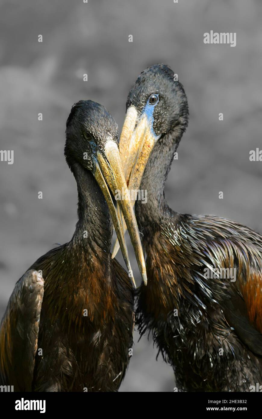 African Openbill - Anastomus lamelligerus, Schwarzstorch aus afrikanischem Süßwasser und Grasland, Queen Elizabeth National Park, Uganda. Stockfoto