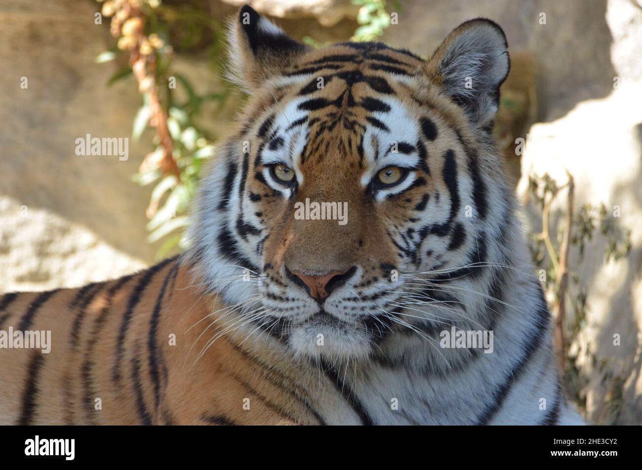 Porträt eines sibirischen Tigers Stockfoto