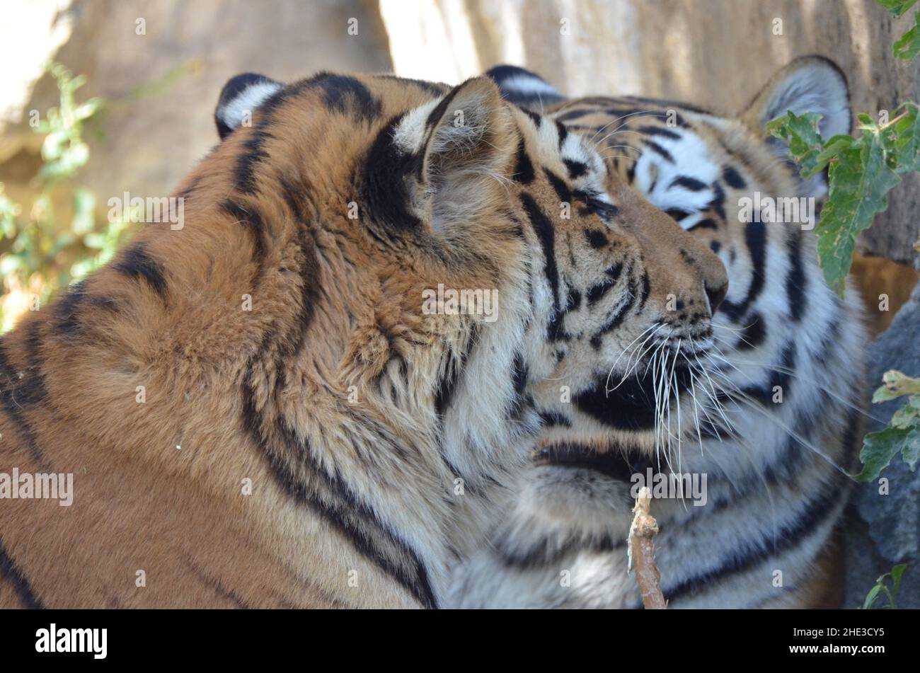 Ein Paar sibirische Tiger Stockfoto