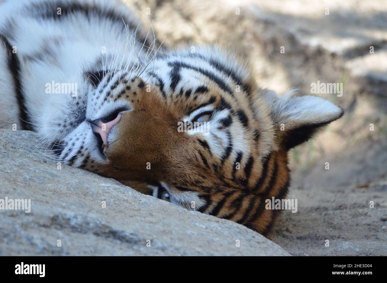 Porträt eines jungen sibirischen Tigers Stockfoto