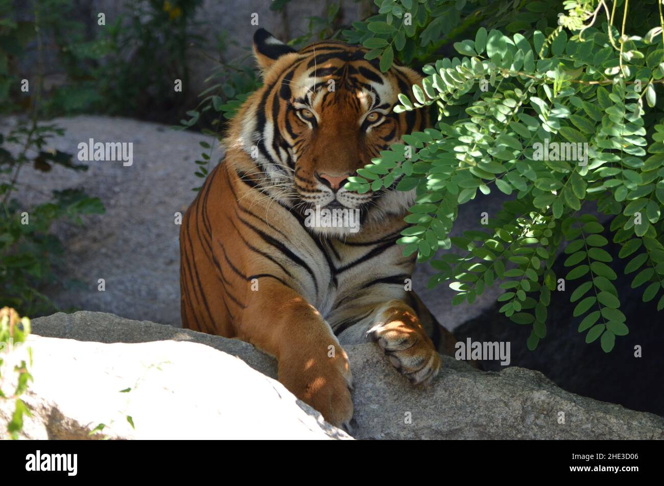Ein sibirischer Tiger versteckt sich hinter einem Baum Stockfoto