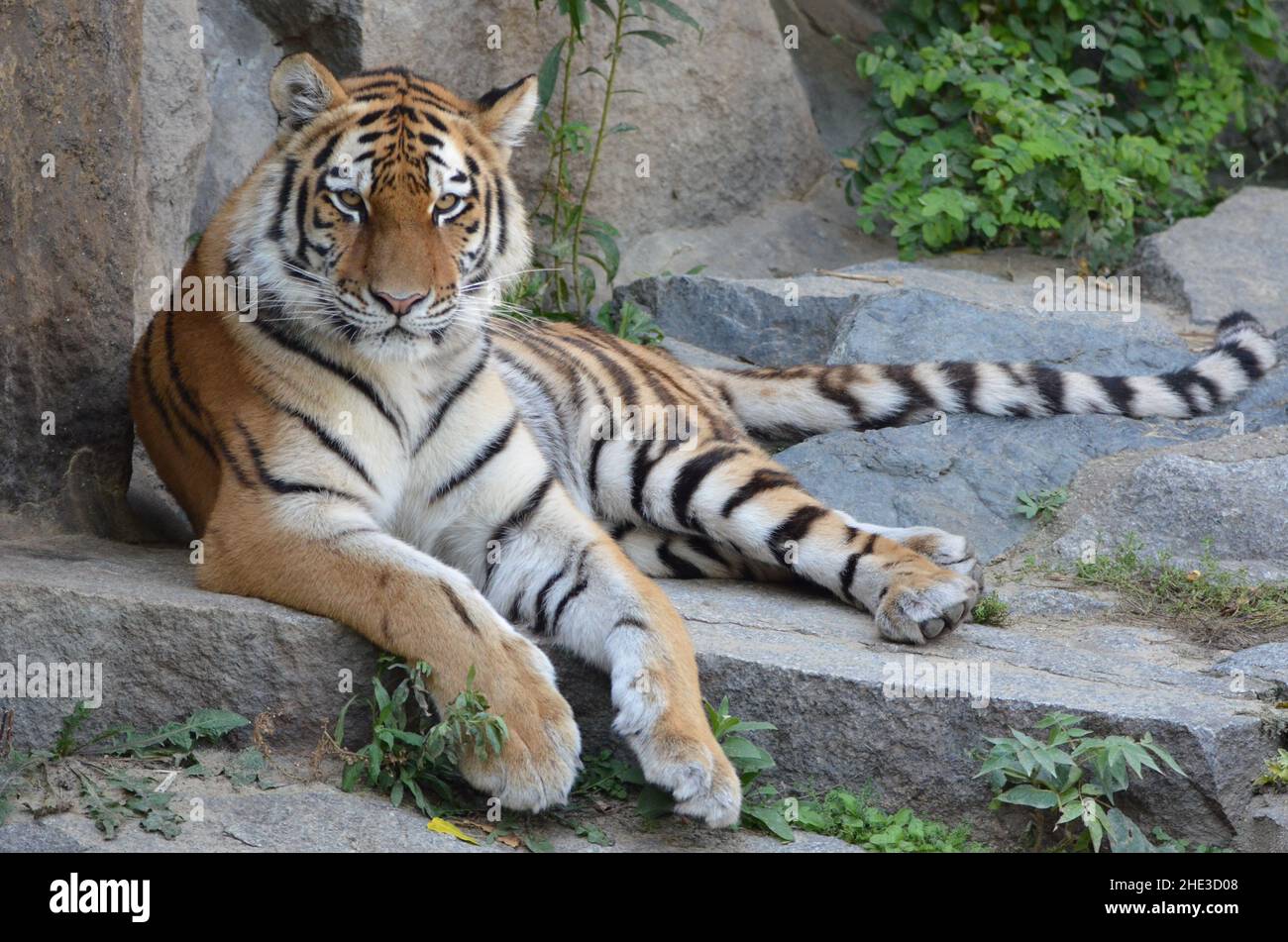 Porträt eines sibirischen Tigers Stockfoto