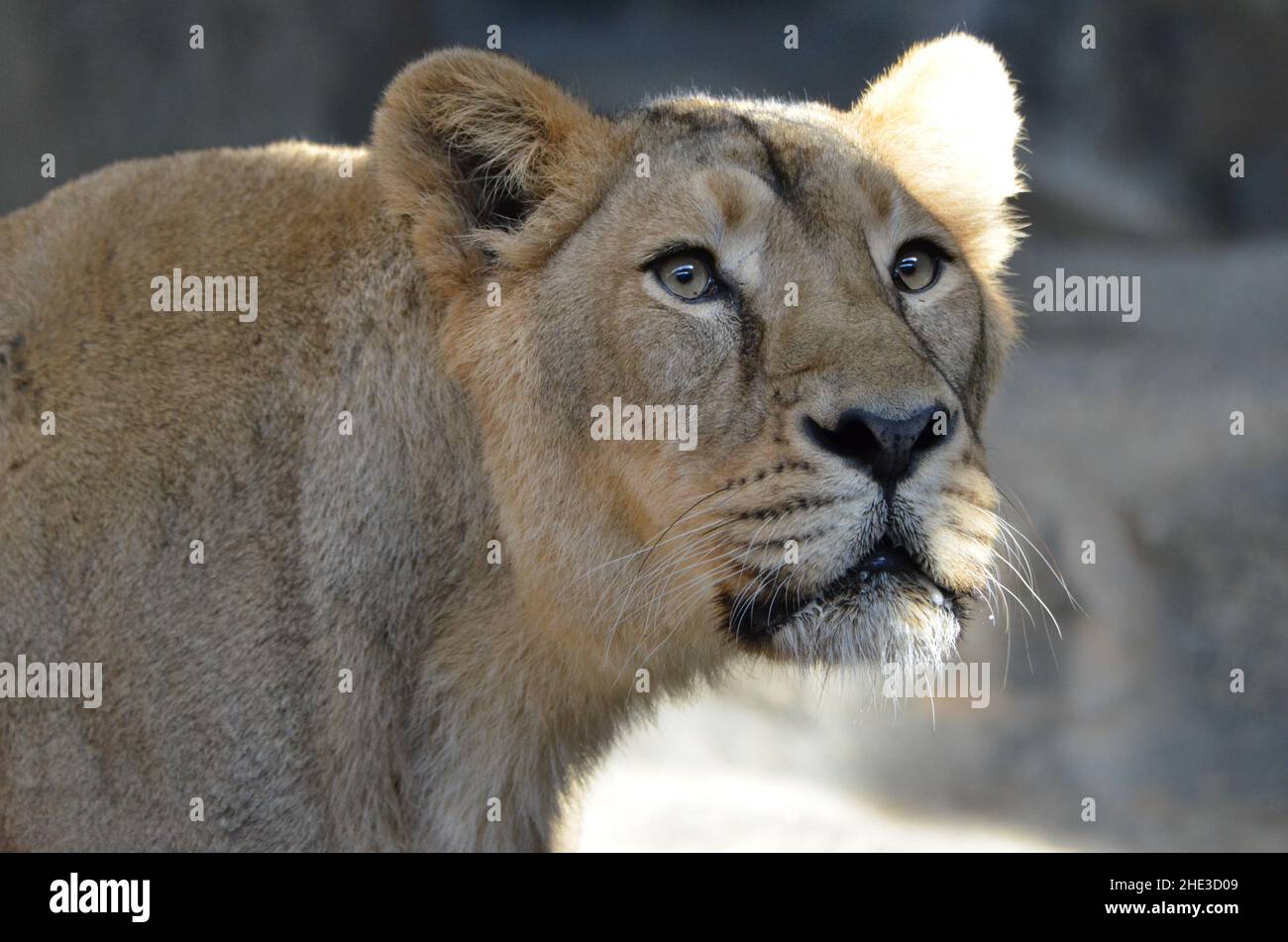 Porträt eines asiatischen Löwen Stockfoto