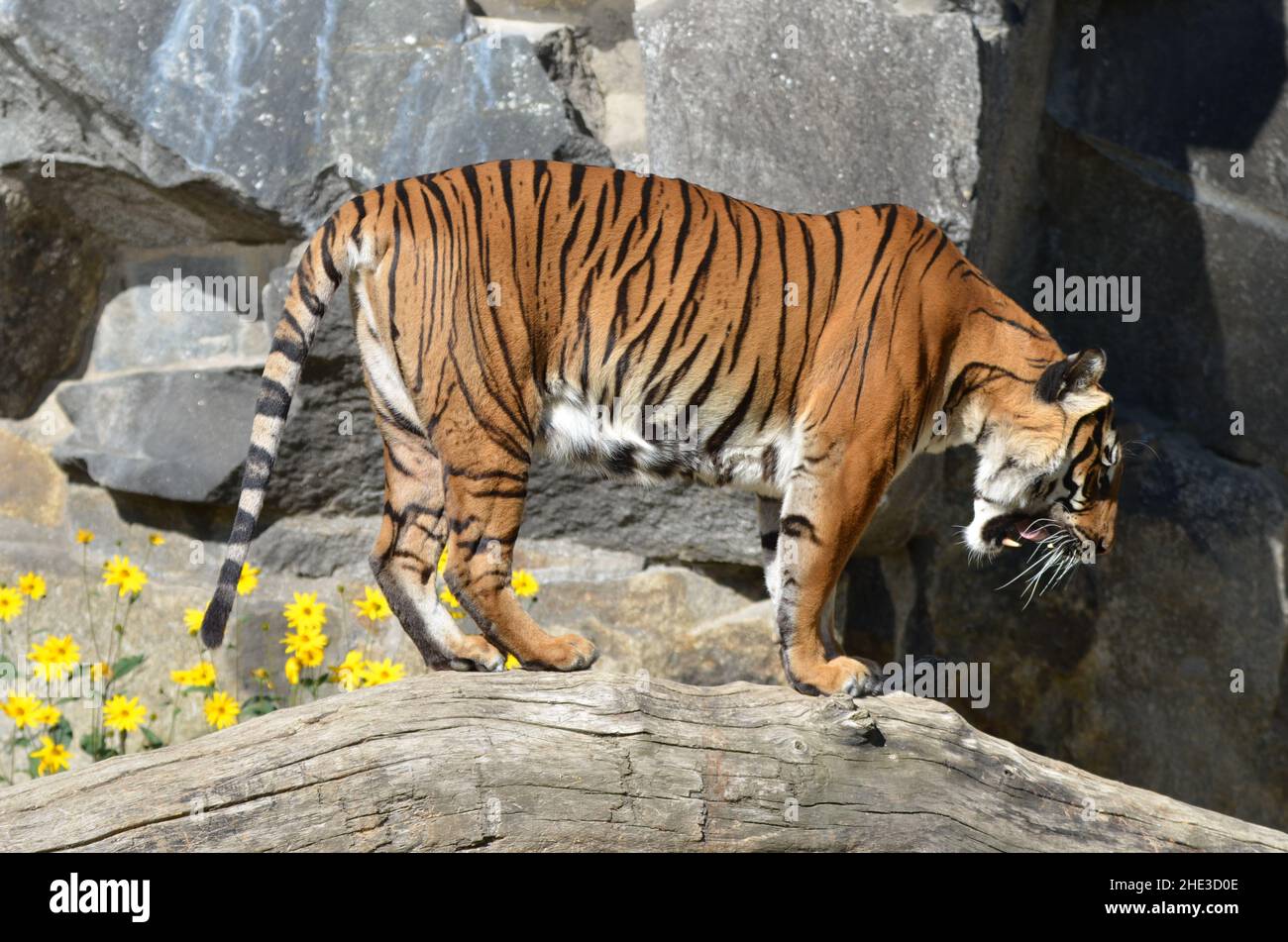 Portrait eines sibirischen Tigers, der auf einem Baum läuft Stockfoto
