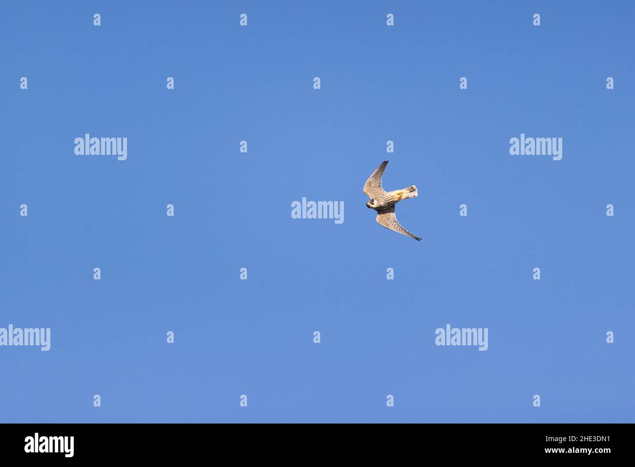 Eurasisches Hobby (Falco subbuteo) Jugendfliegen Stockfoto