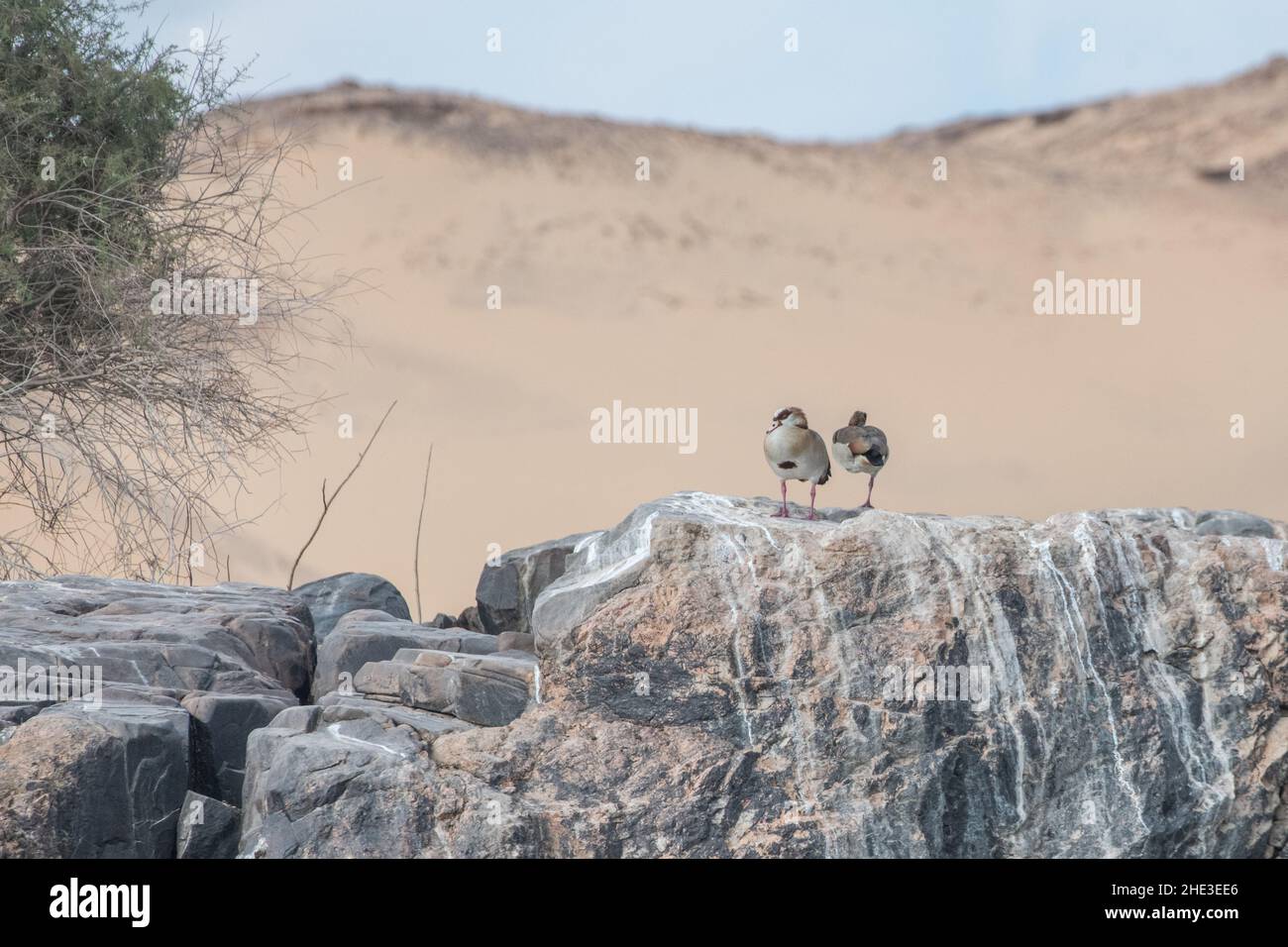 Ein Paar ägyptischer Gänse (Alopochen aegyptiaca), die sich auf einer Klippe mit den Sanddünen der Sahara hinter ihnen in Ägypten umgraben. Stockfoto