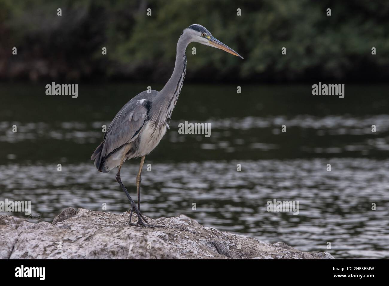 Ein Graureiher (Ardea cinerea) entlang des Nils in der Nähe der Stadt Assuan, Ägypten. Stockfoto