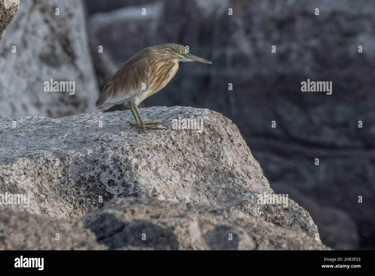 Ein Squacco-Reiher (Ardeola ralloides), der am Nil in Ägypten, Nordafrika, thront. Stockfoto
