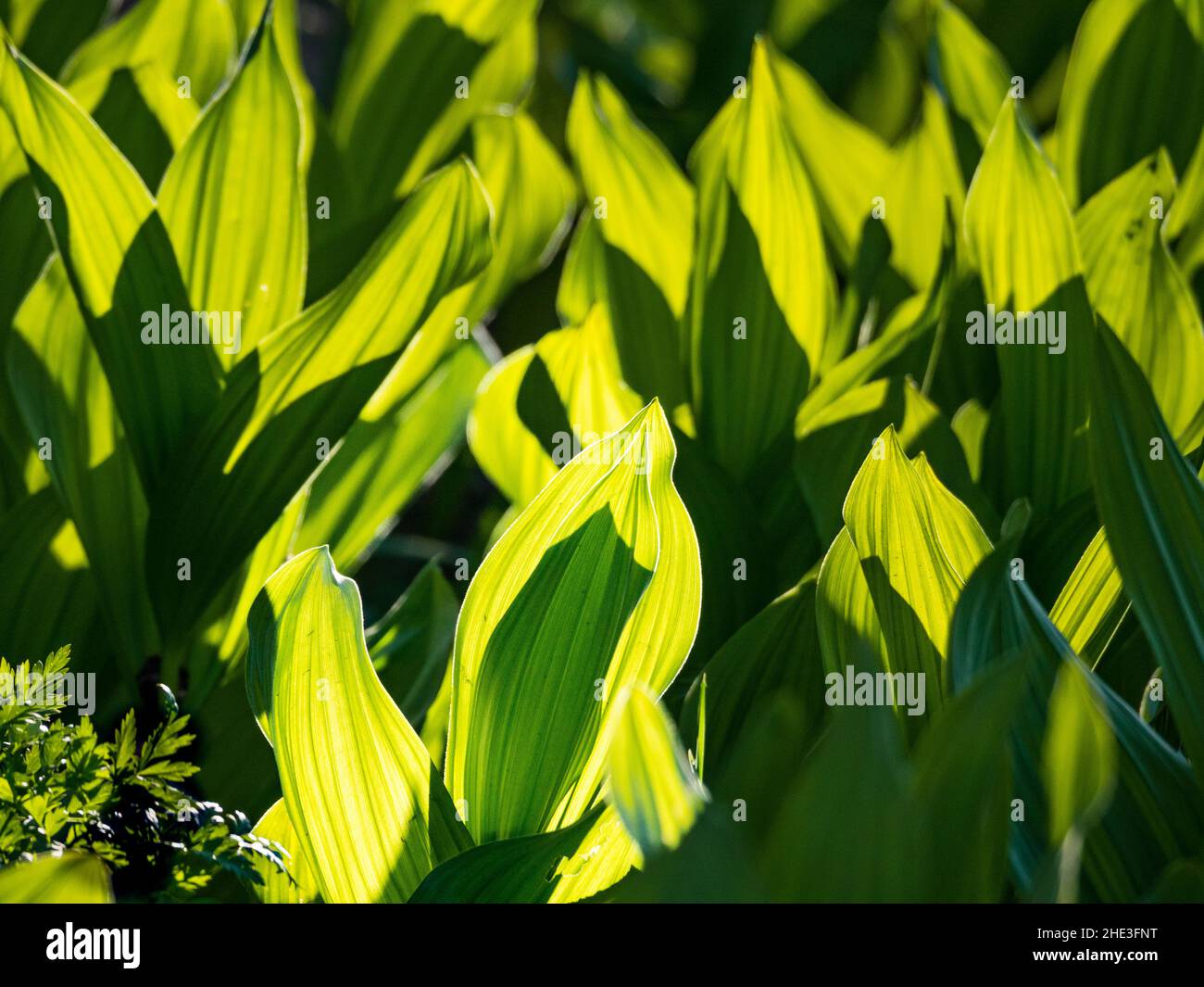 Abstraktes Muster aus leuchtend grünen Blättern und Schatten auf Pflanzen in der Nähe von Vaughan Lake Medicine Bow-Routt National Forest auf Flat Tops Trail Scenic Byway, CO Stockfoto