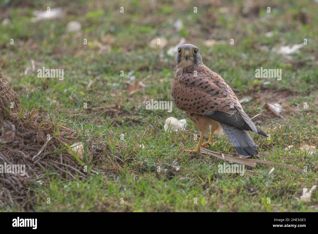 Ein gewöhnlicher Turmfalken (Falco tinnunculus) in Hurghada, Ägypten. Ein kleiner Greifvogel, der sich von Vögeln, Insekten und Nagetieren ernährt. Stockfoto