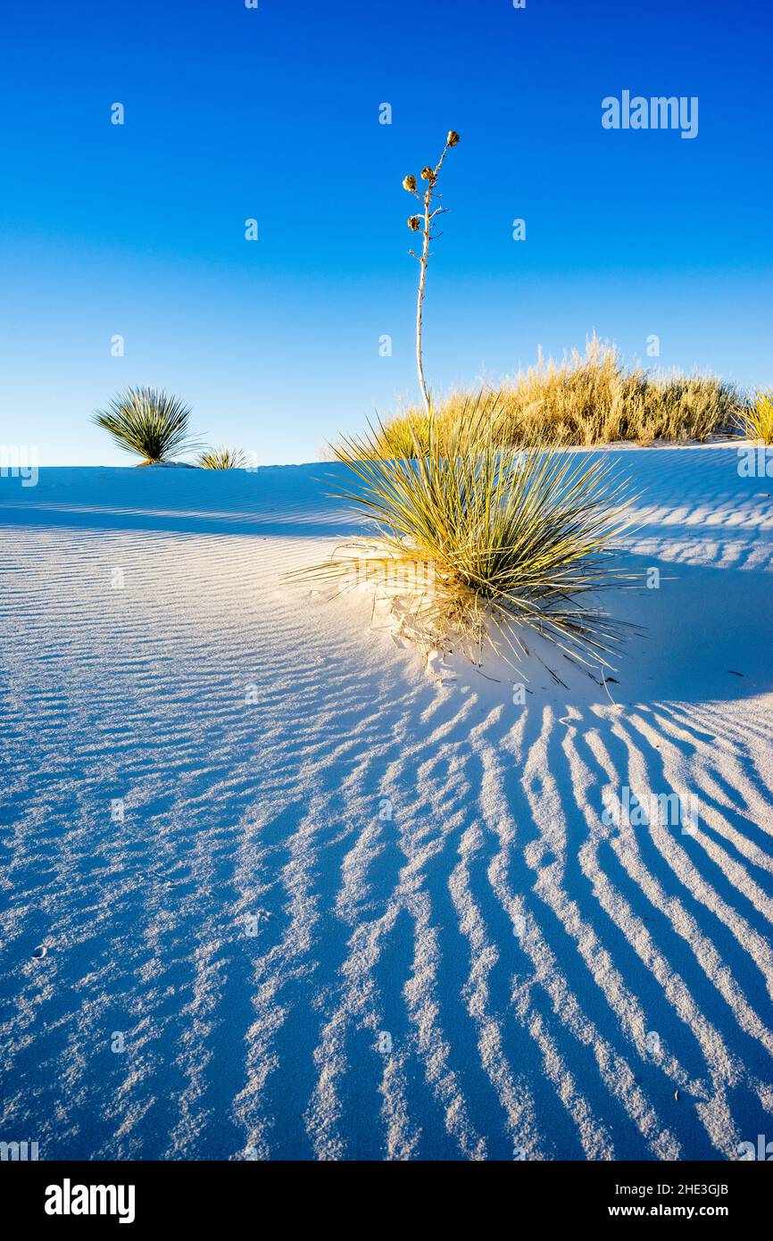 Wellen in weißen Sanddünen mit Yucca und goldenen Pflanzen unter blauem Himmel im White Sands National Monument New Mexico Stockfoto