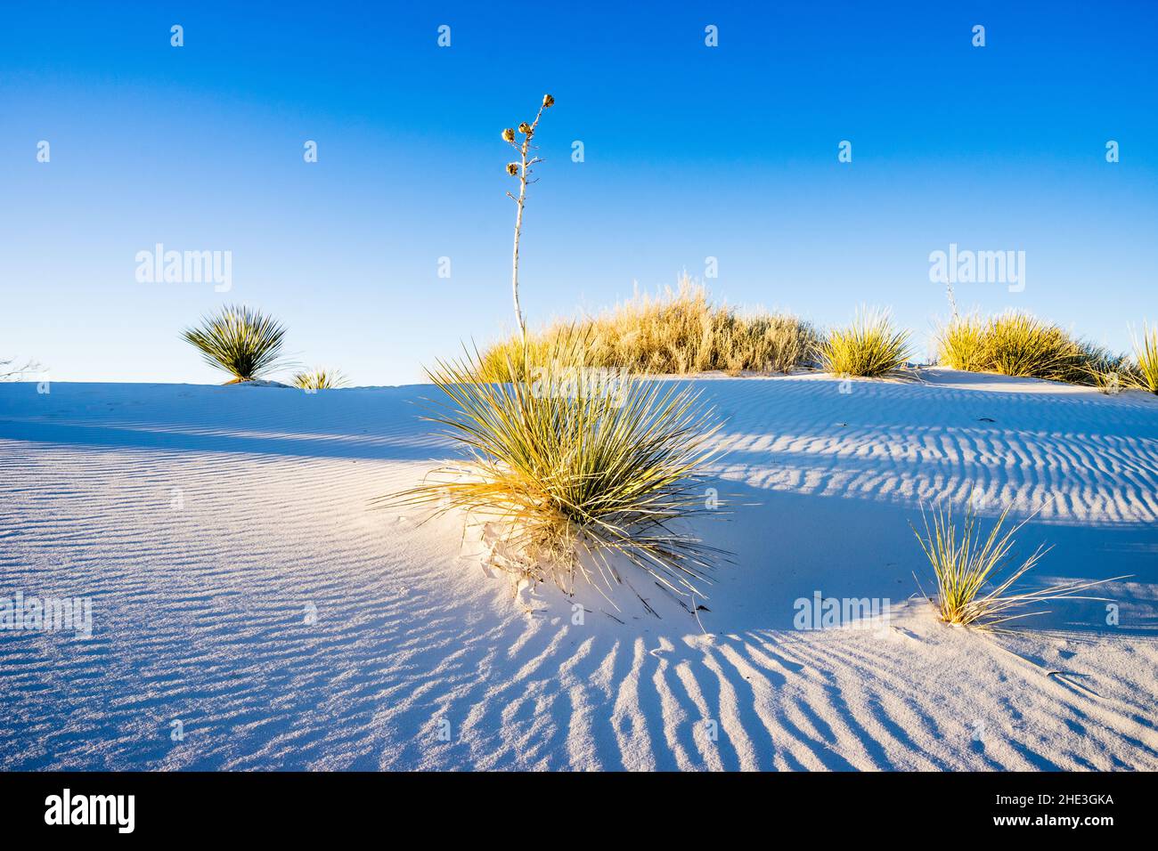 Wellen in weißen Sanddünen mit Yucca und goldenen Pflanzen unter blauem Himmel im White Sands National Monument New Mexico Stockfoto