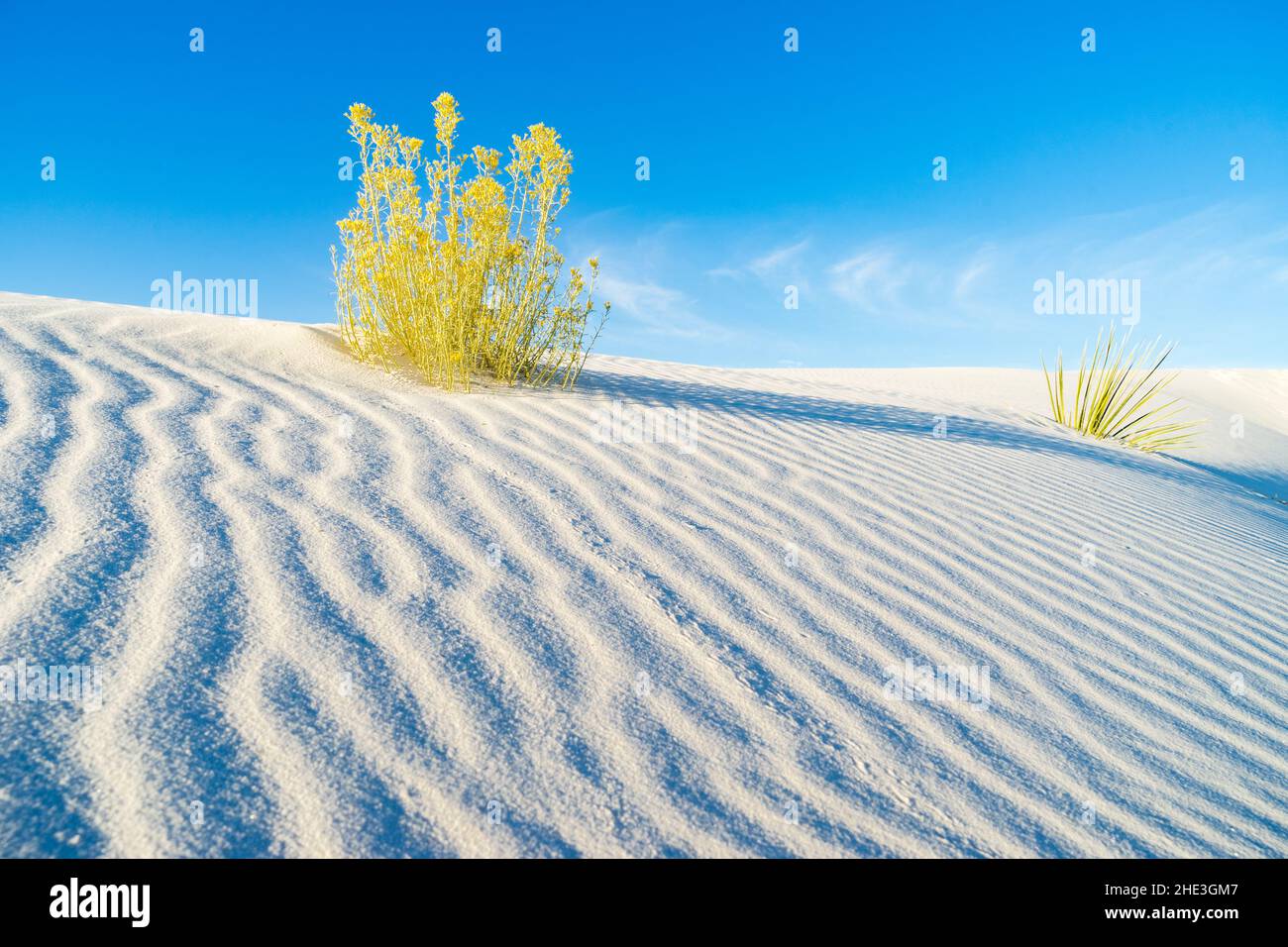 Goldener Busch vor blauem Himmel auf gewelltem weißen Sand im White Sands National Monument New Mexico Stockfoto