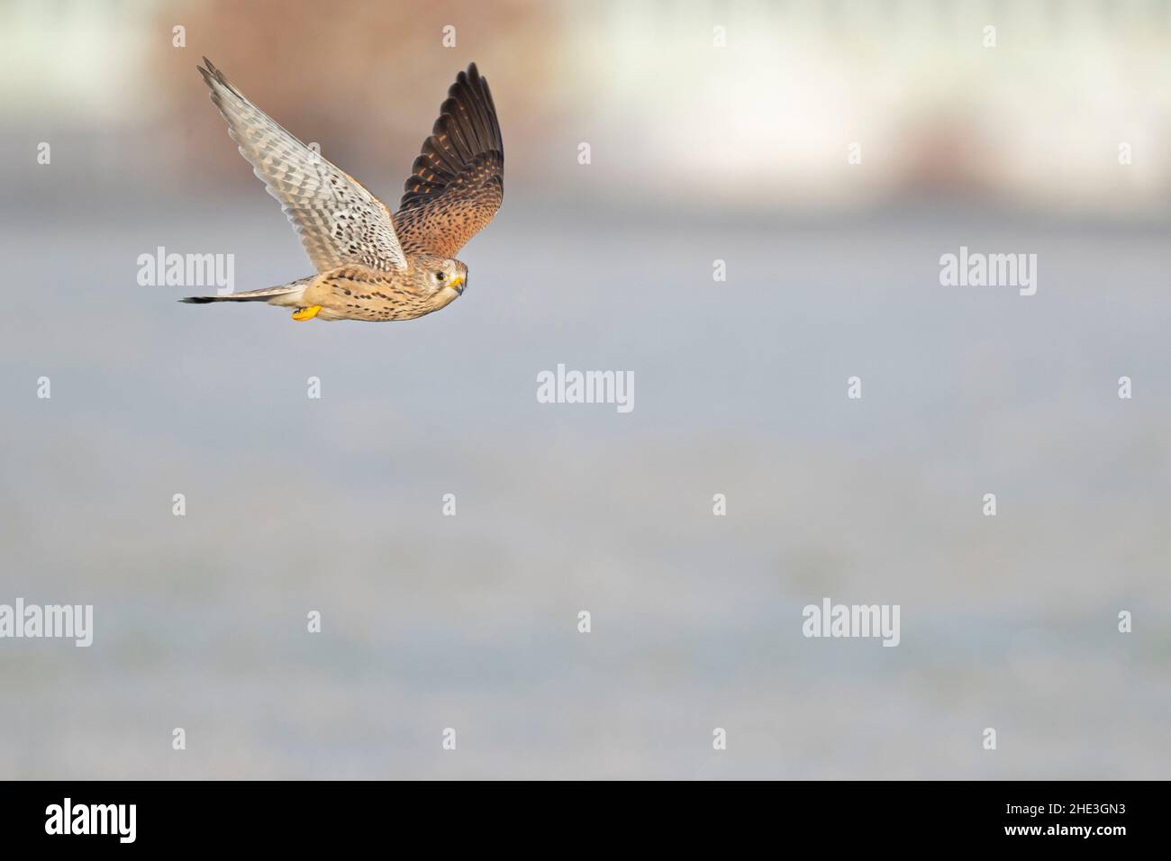 Ein gewöhnlicher Turmfalken (Falco tinnunculus) im Flug. Stockfoto