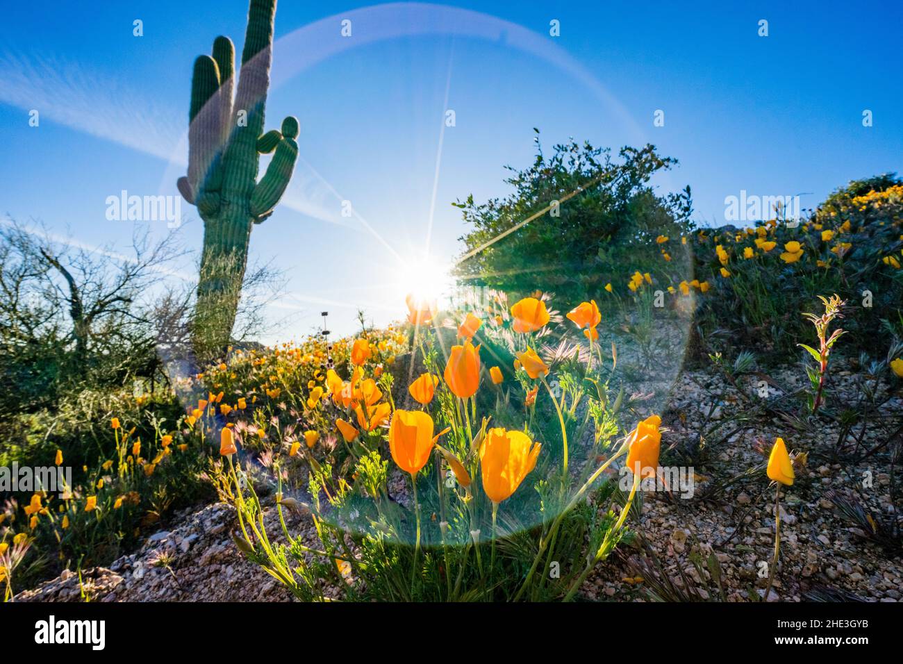 Saguaro Kaktus mit mexikanischem Goldmohn im Vordergrund mit heller Streulicht in der Nähe des Bartlett Lake im Tonto National Forest nordöstlich von Phoenix, Arizona. Stockfoto