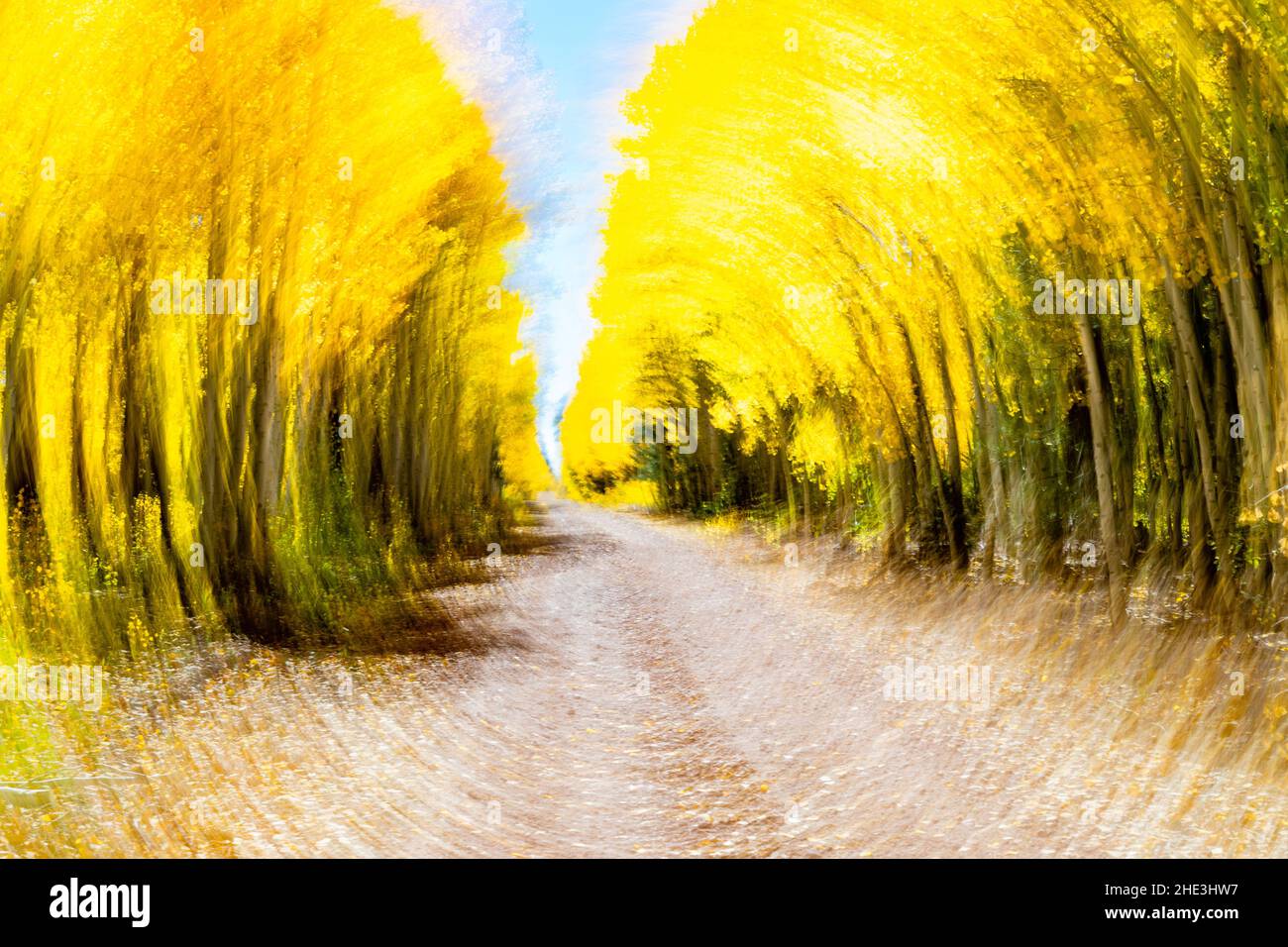 Kameraschwenk von Golden Aspen im Herbst entlang der Forest Service Road 611 im North Kaibab National Forest, Arizona nahe dem Nordrand des Grand Canyon. Stockfoto