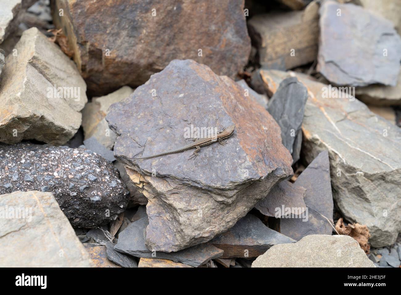 Die viviparöse Eidechse, Zootoca vivipara - ehemals Lacerta vivipara - Eurasisches Reptil, das auf Felsen in Agrtal-Deutschland ruht Stockfoto
