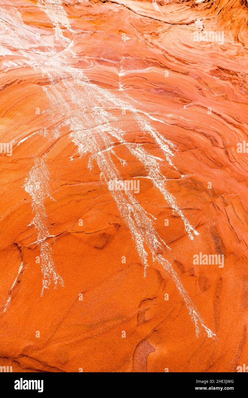 Dendritisches Sandmuster auf rotem Gestein im White Pocket Area Vermilion Cliffs National Monument, Arizona. Gebildet durch sandbeladenes Wasser, das über Felsen läuft Stockfoto