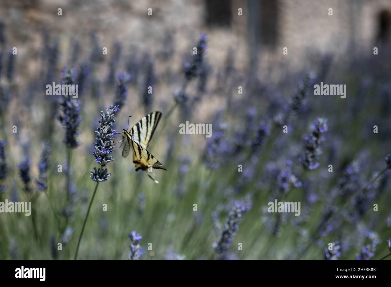 Ein seltener Schwalbenschwanzschmetterling ernährt sich von einem Lavendelbusch. Stockfoto