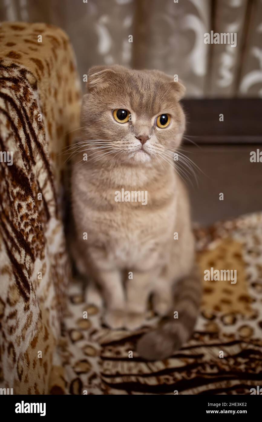 Wunderschöne rothaarige, loppohrige Katze auf der Couch Stockfoto