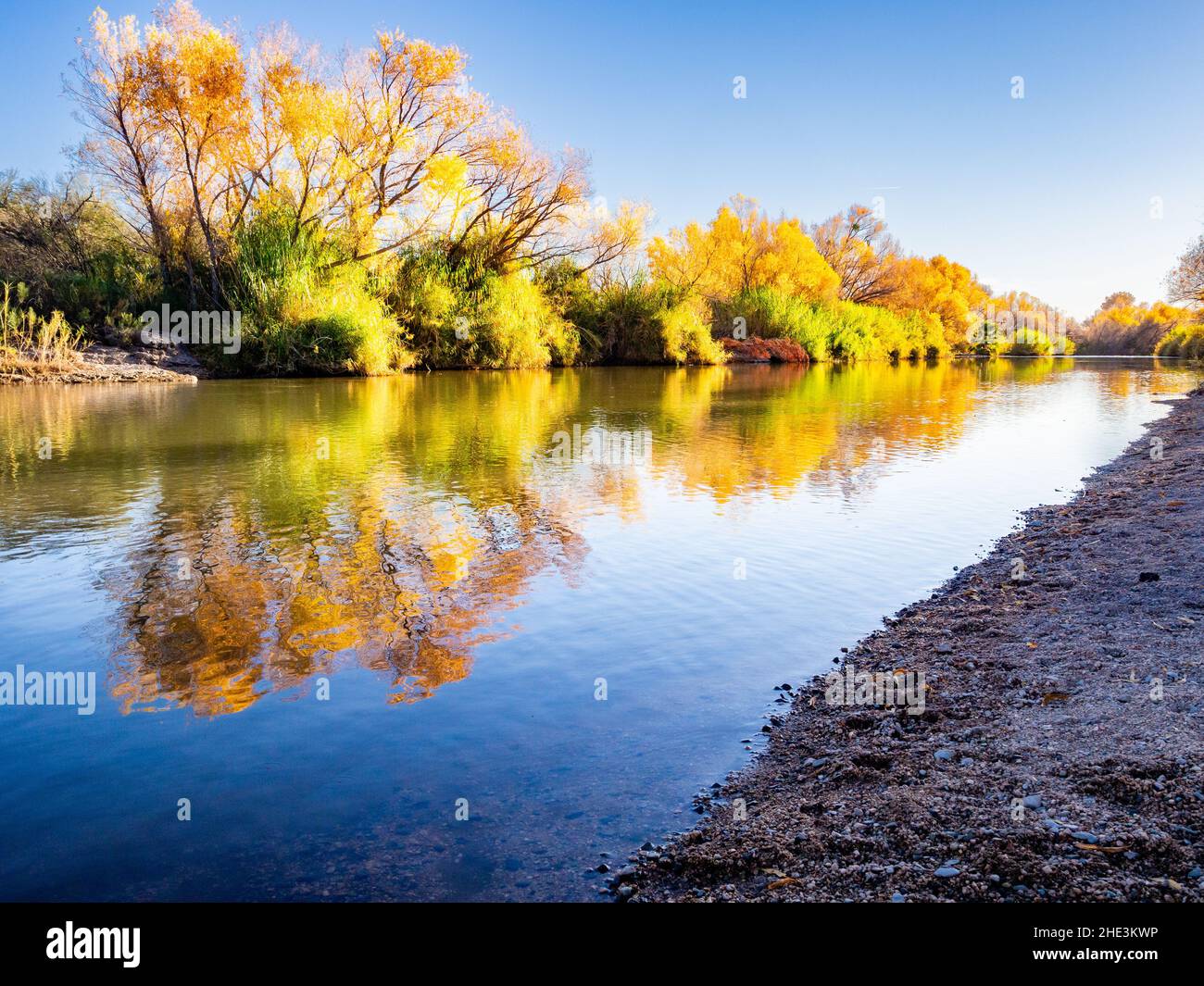 Eine Reihe goldener Herbstbäume spiegelte sich im Verde River am Needle Rock Access am Tonto National Forest nordöstlich von Phoenix, Arizona, wider Stockfoto