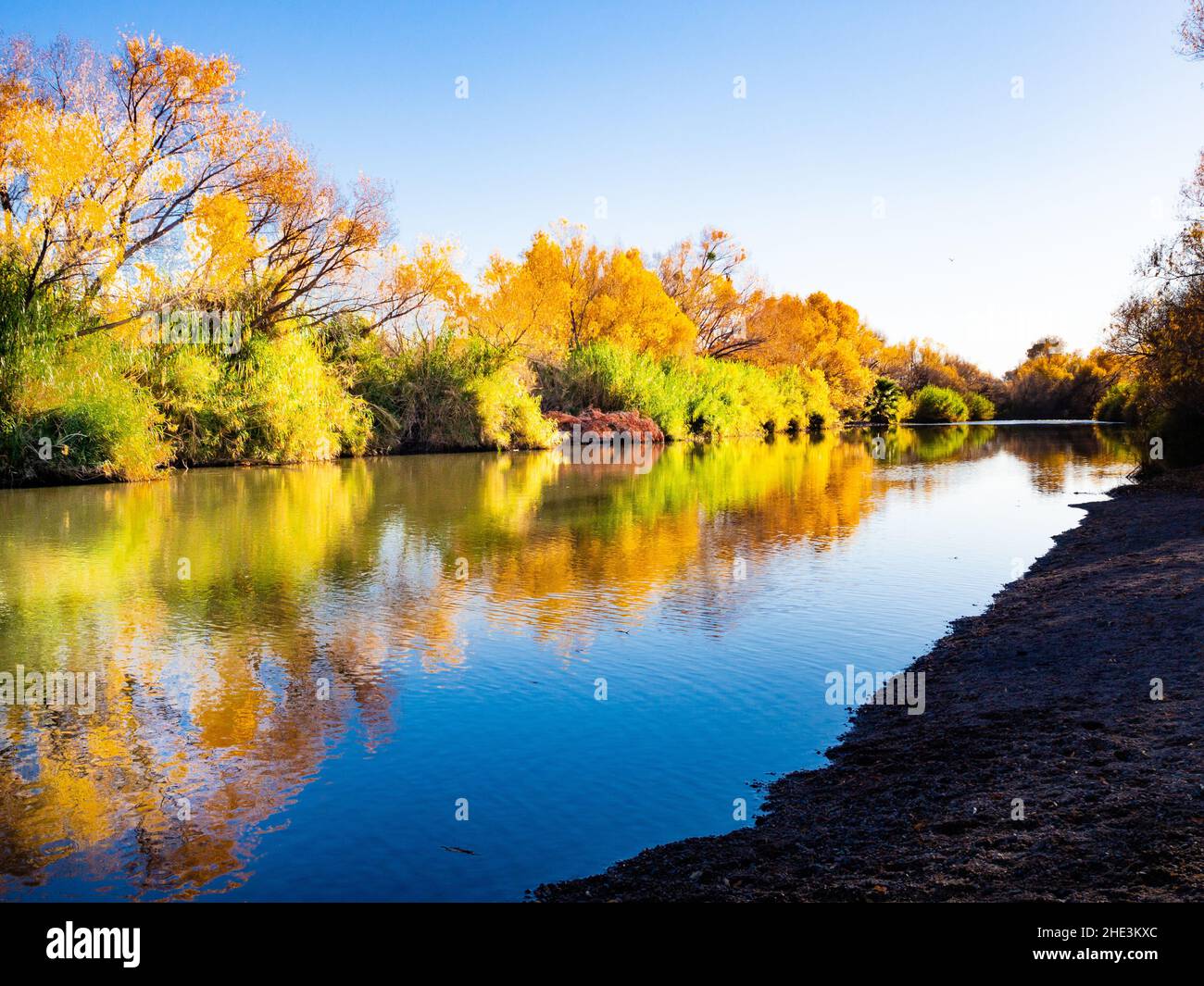 Eine Reihe goldener Herbstbäume spiegelte sich im Verde River am Needle Rock Access am Tonto National Forest nordöstlich von Phoenix, Arizona, wider Stockfoto