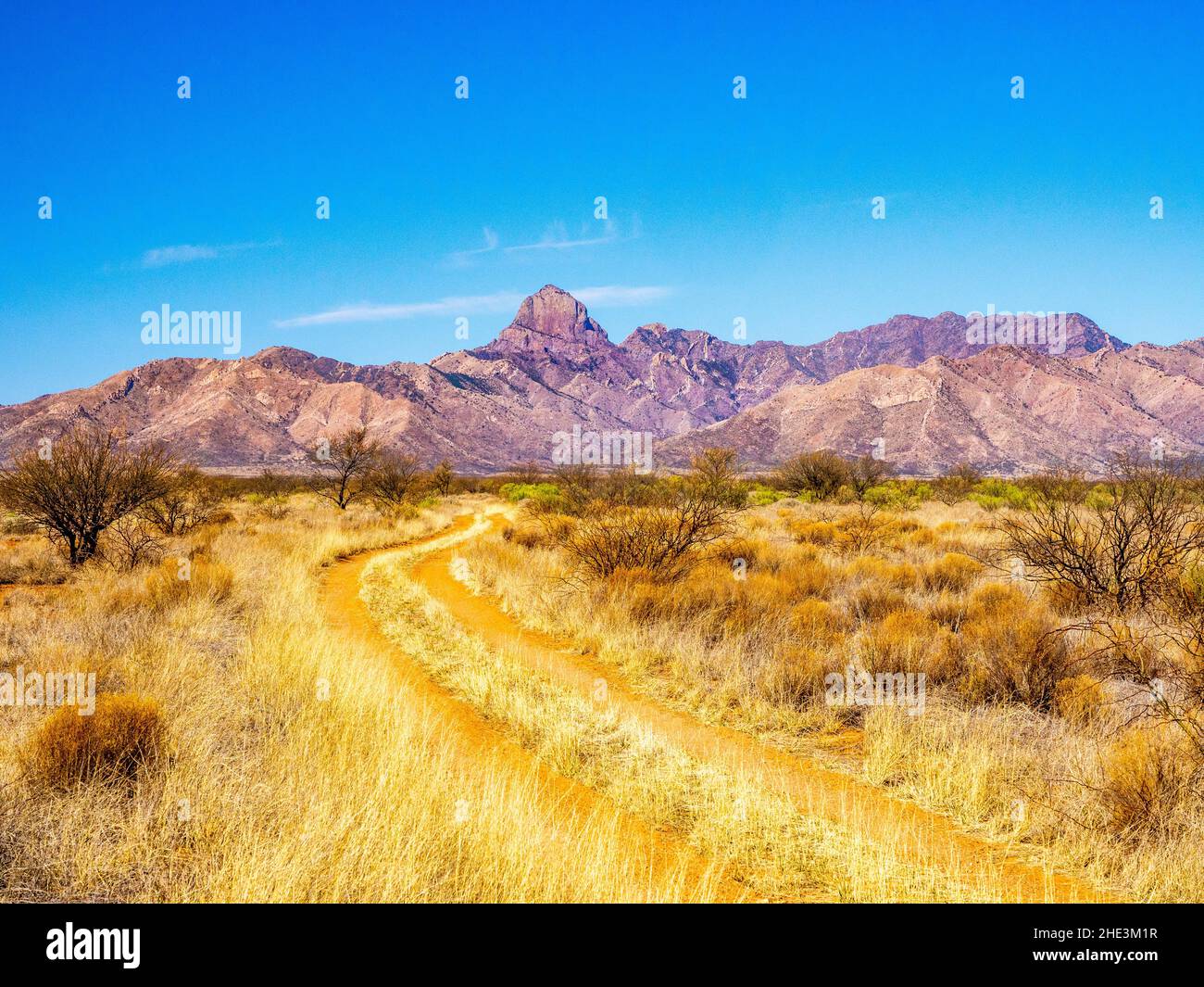 Unbefestigte zweigleisige Straße führte in westlicher Richtung durch die schroffigen goldenen Graslandschaften zum Baboquivari Peak in der Ferne in Arizona. Stockfoto