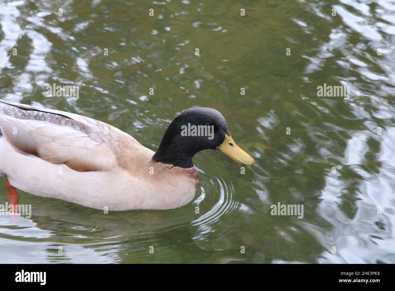 Mischen Sie Gänse Mallard Rasse in La Habra Lake Schwimmen und freundlich zu sein Stockfoto