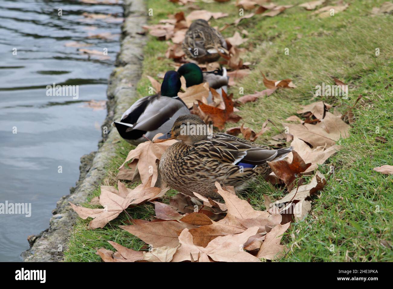 Mallard Ducks sitzen friedlich in der Nähe von Lakeside am wolkigen Wintertag in La Habra Stockfoto