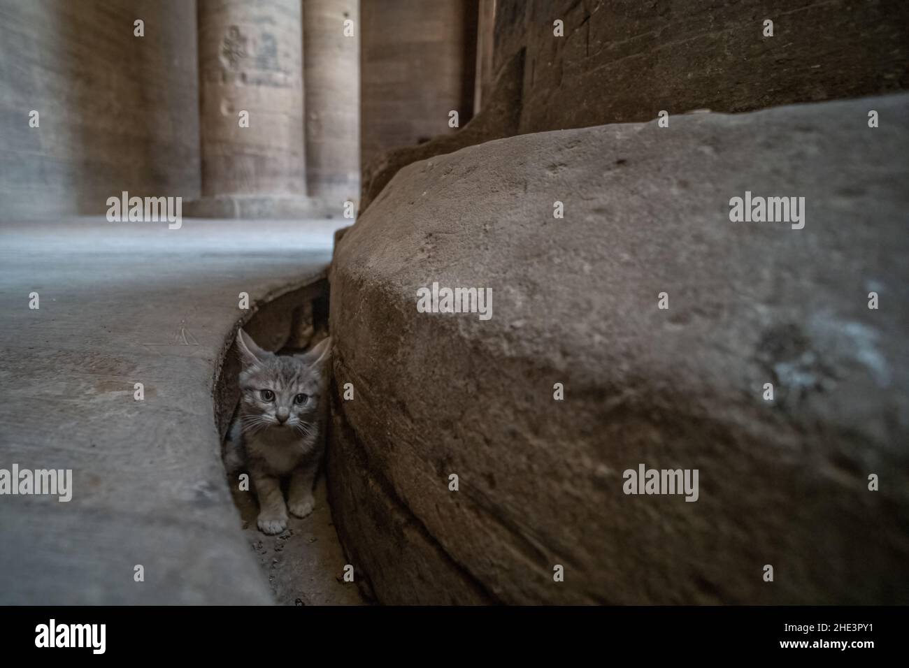 Ein niedliches Kätzchen versteckt sich in der Nähe einer alten Steinsäule im Vorraum des Tempels von Philae in Assuan, Ägypten. Stockfoto