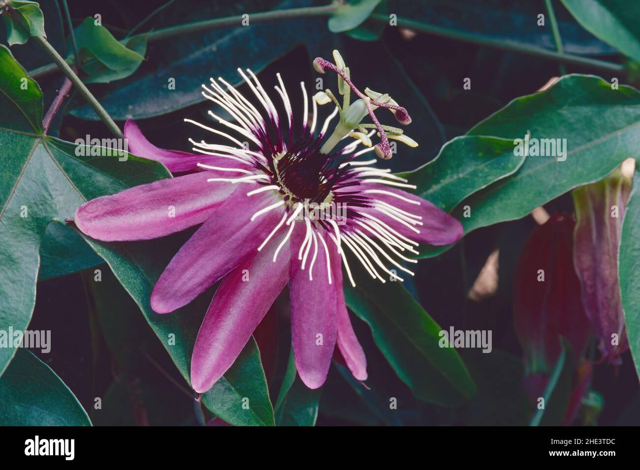 Blume und Blätter der Passionsblume Victoria, Passiflora x violacea, Passifloraceae Stockfoto