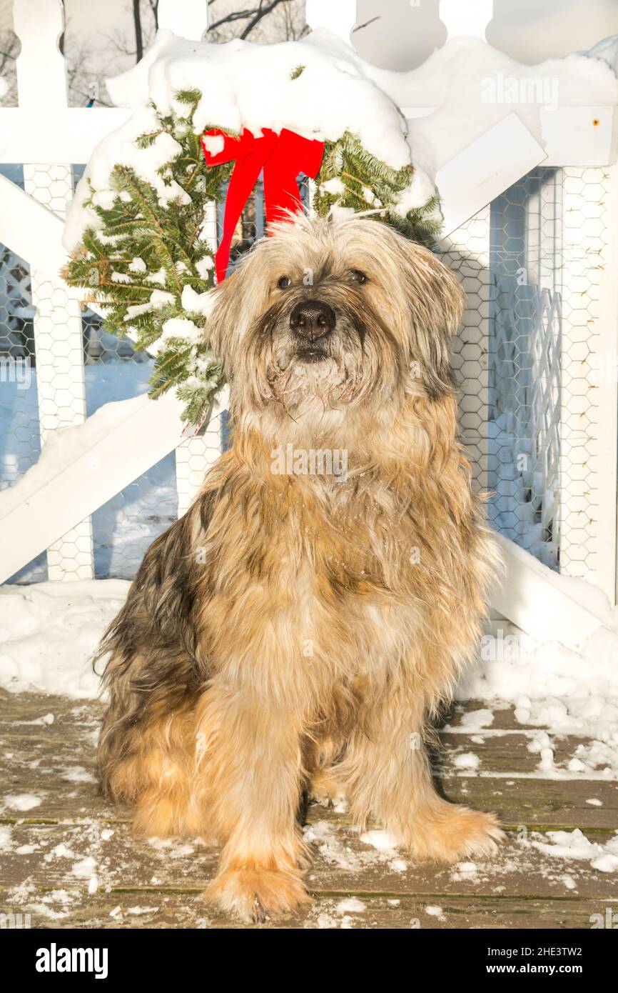 Ein Sappali-Hund, der während der Weihnachtszeit auf dem Deck sitzt. Stockfoto