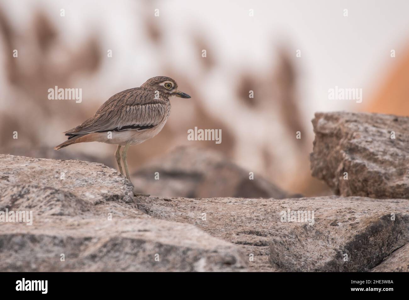 Der Steincurlew (Burhinus oedicnemus saharae), eine Unterart aus Nordafrika. Gesehen in der Nähe von Assuan auf dem Nil in Ägypten. Stockfoto