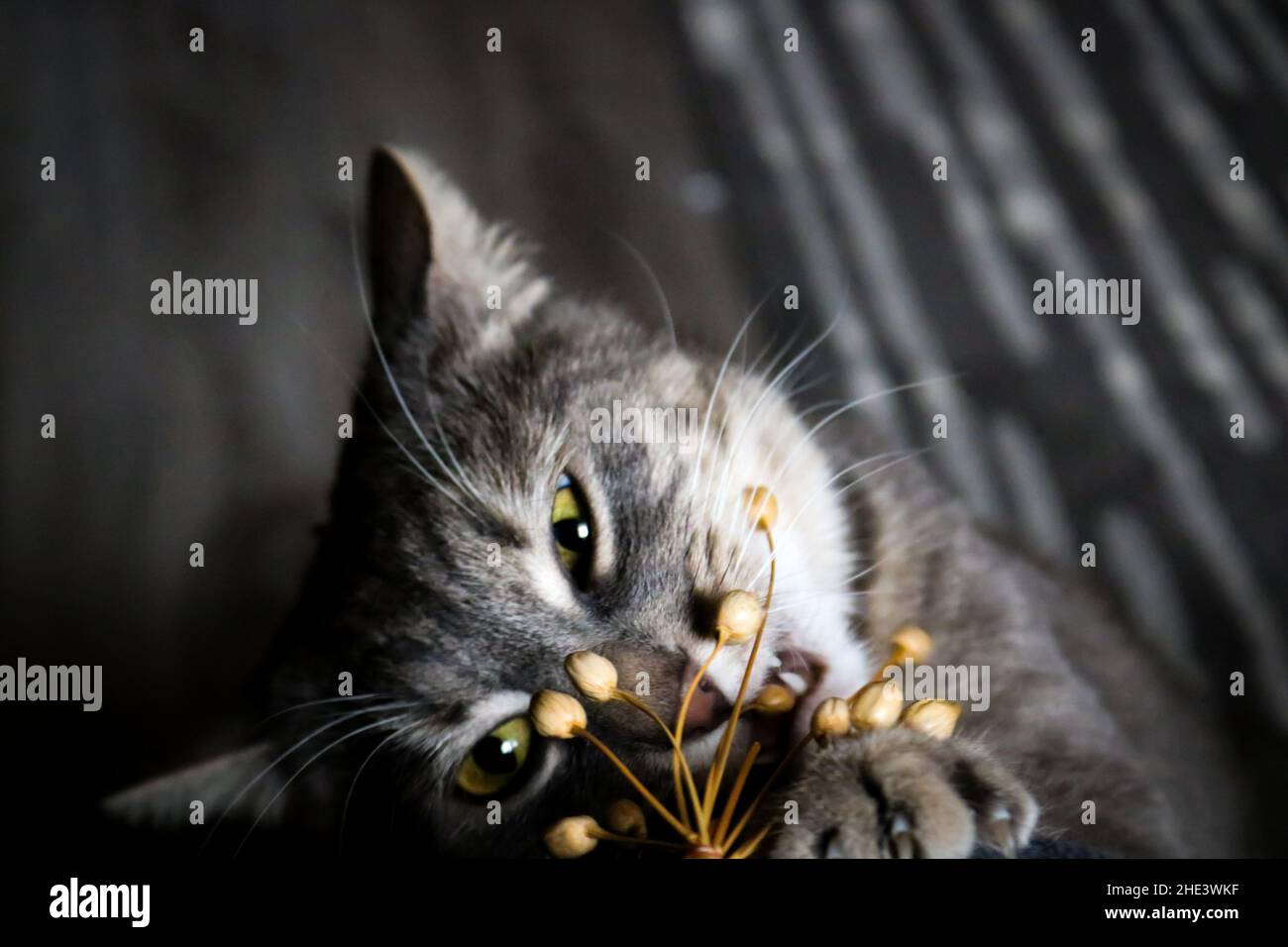 Graue Katze Stockfoto