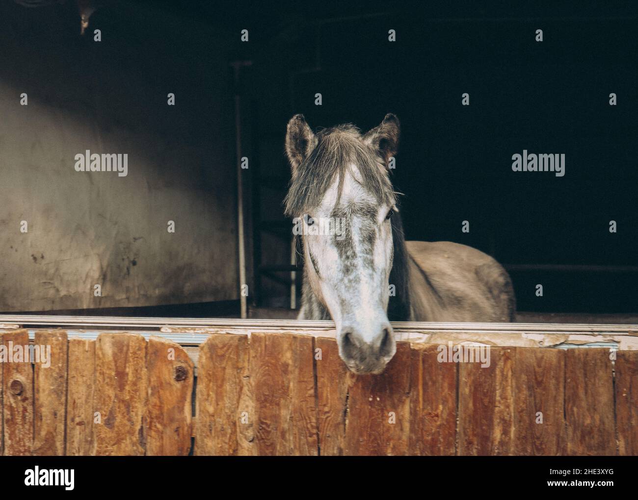 Schönes Pferd Stockfoto