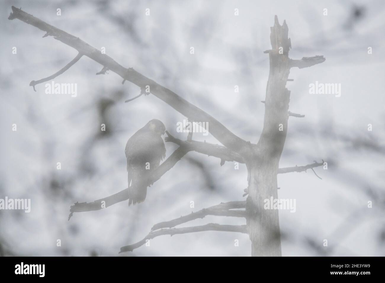 Wanderfalke (Falco peregrinus) auf einem toten Baum, im Nebel. Stockfoto