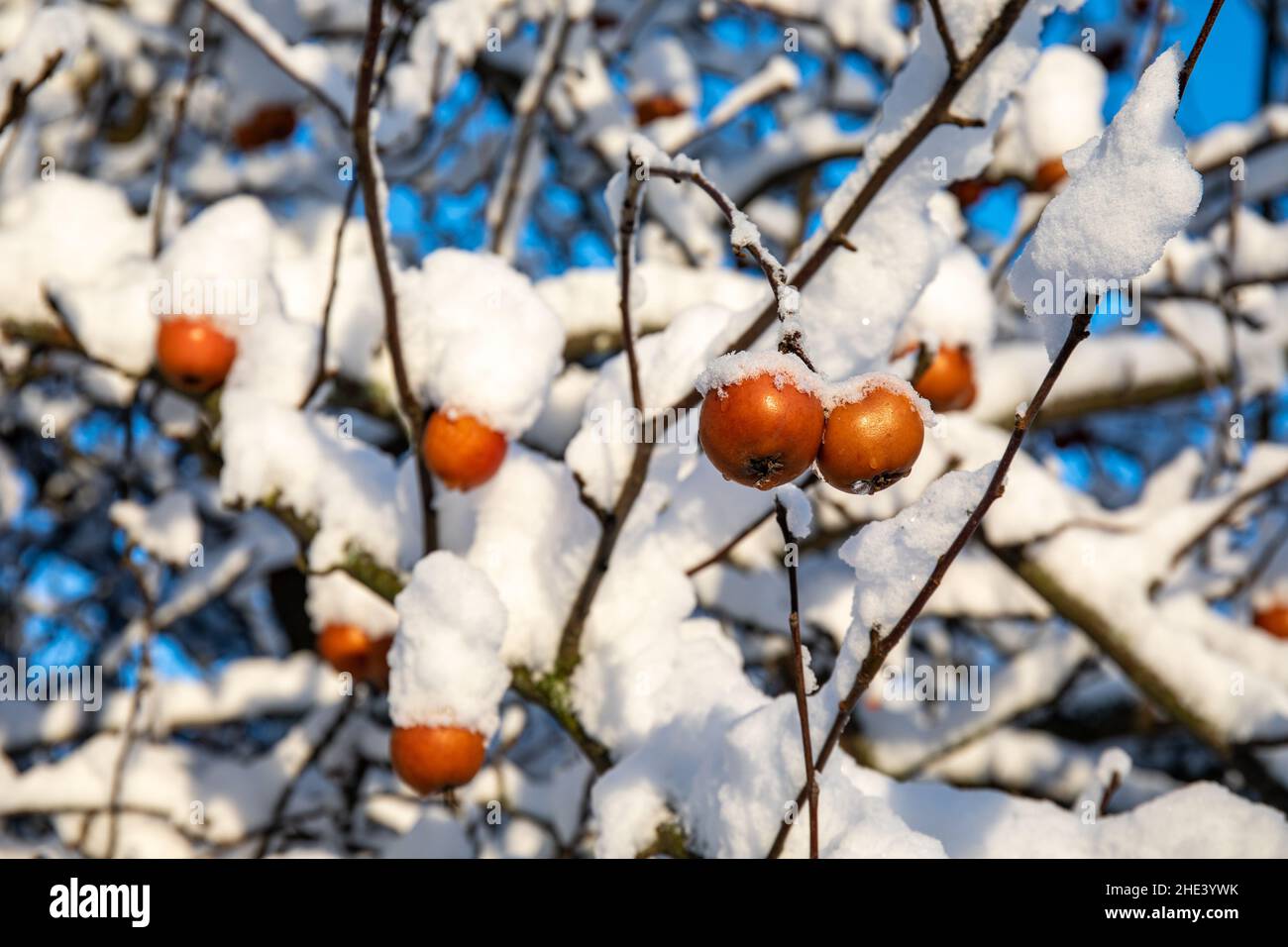 Ungepflückte Äpfel mit Schnee bedeckt Stockfoto