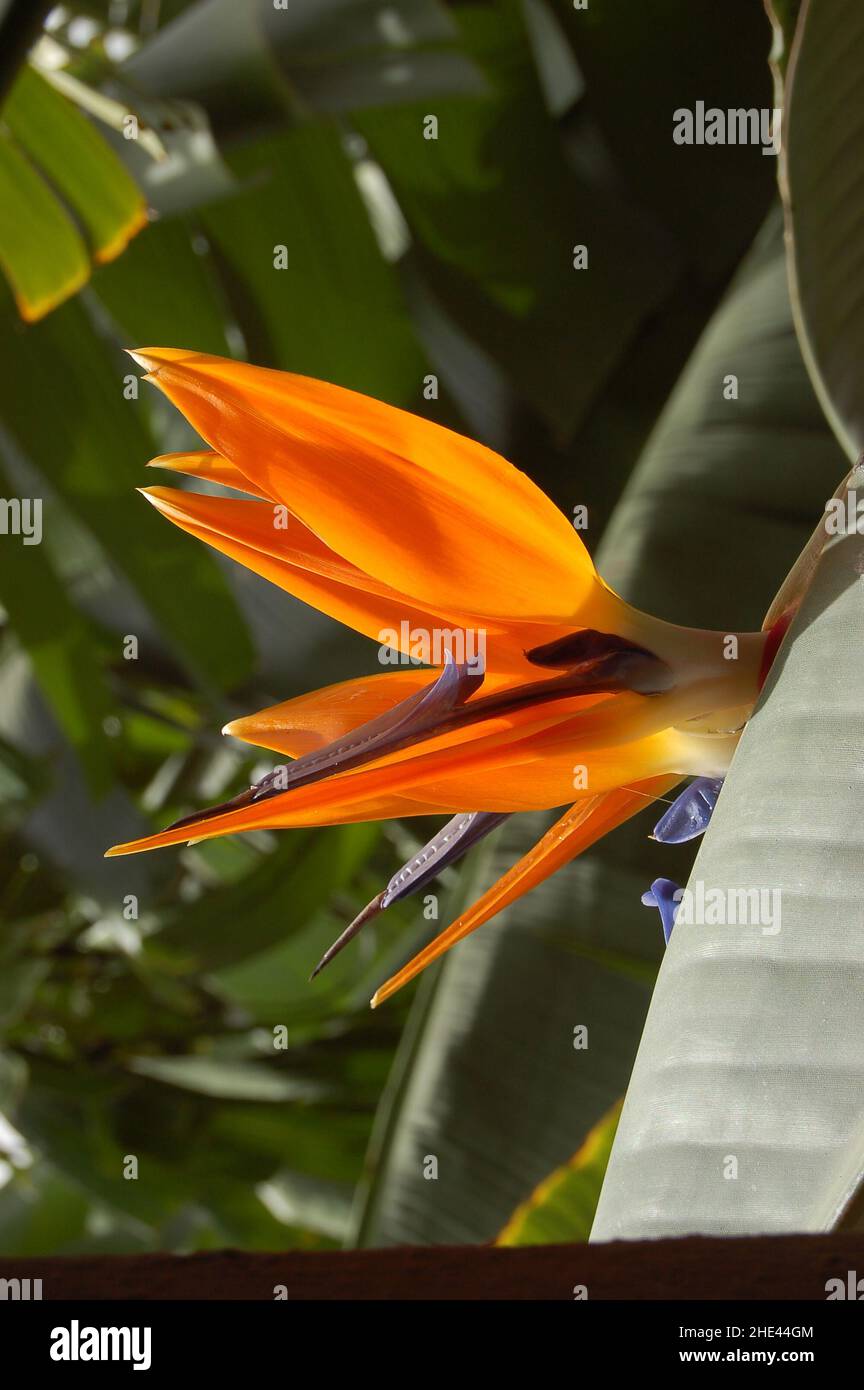 Strelitzia 'Bird of Paradise' (Strelitzia reginae) auf La Palma, Kanarische Inseln, Spanien Stockfoto