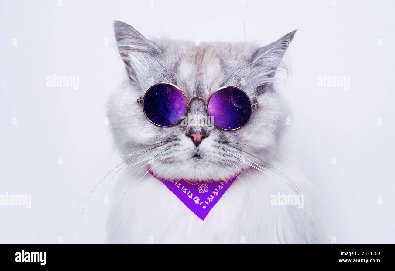 Porträt von lustigen grauen Katze in Sonnenbrille reflektiert Raum. Speicherplatz kopieren Stockfoto