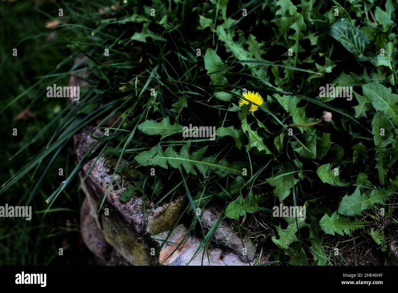 Dandelion wächst auf der Oberseite eines geschlossenen Brunnens Stockfoto