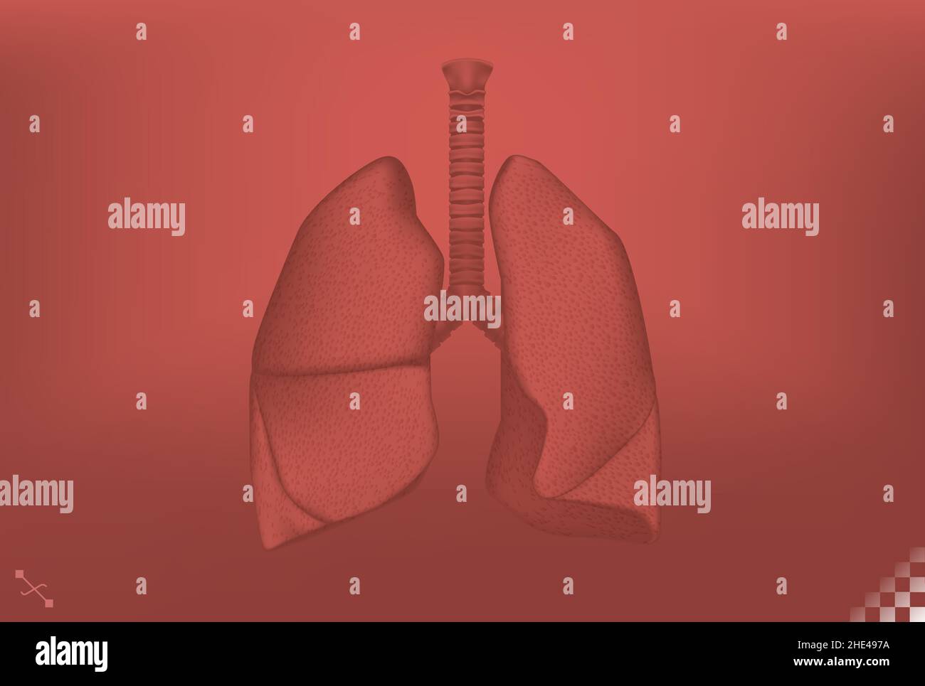 Monotone Darstellung der Lunge die primären Organe der Atemwege beim Menschen Stock Vektor