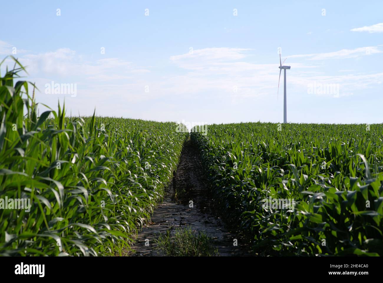 Maisfeld aufgeteilt mit Feldweg eine Windmühle im Hintergrund Stockfoto